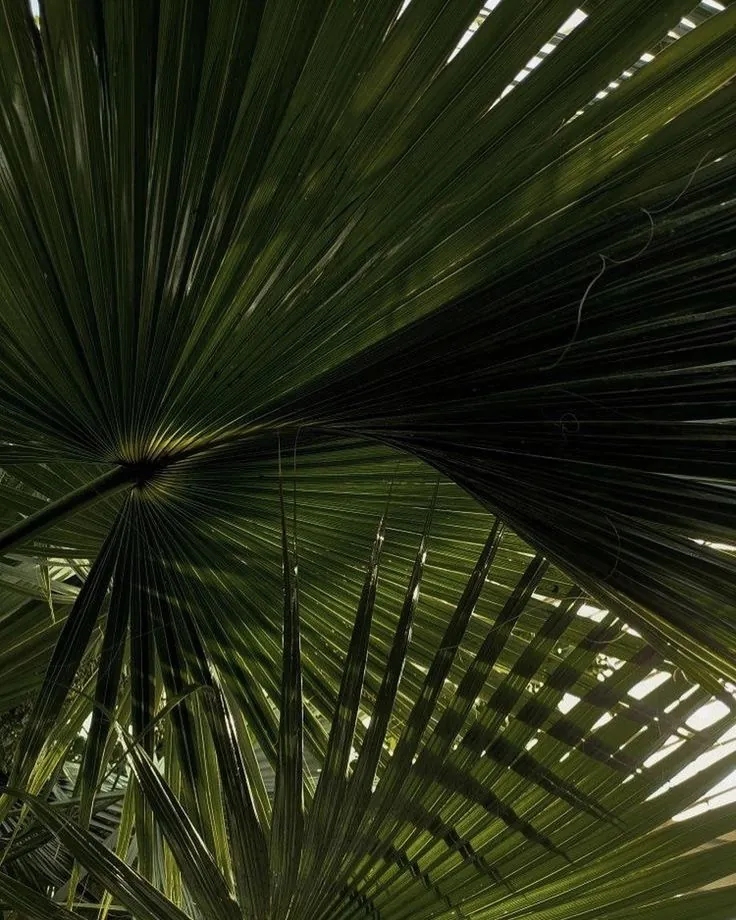Feuille de palmier à contre-jour